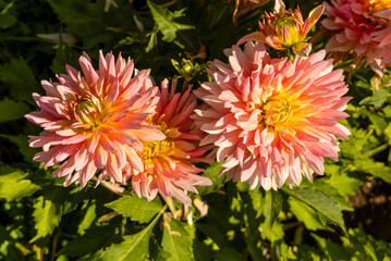 Flores de dalia (Dahlia) © Romaura