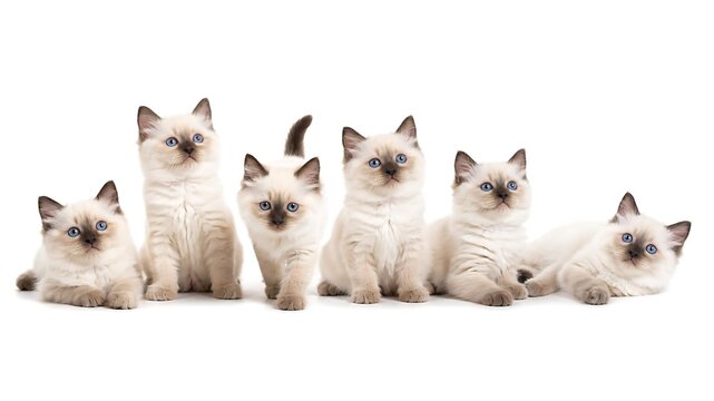 Group of adorable fluffy ragdoll kittens sitting together on a white background