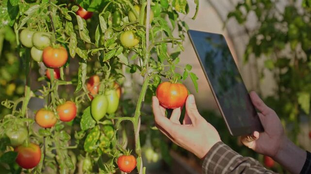 Closeup Of Farmer Inspecting Ripe Tomatoes And Using Tablet App For Greenhouse Crop Monitoring. AI Agriculture, Smart Farming, Data Analytics And Agritech Concept.