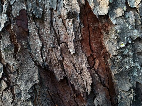 Rough bark texture displays deep crevices and layered patterns. Natural brown tones highlight organic, weathered surface details. This close-up captures tree's rugged resilience and anc