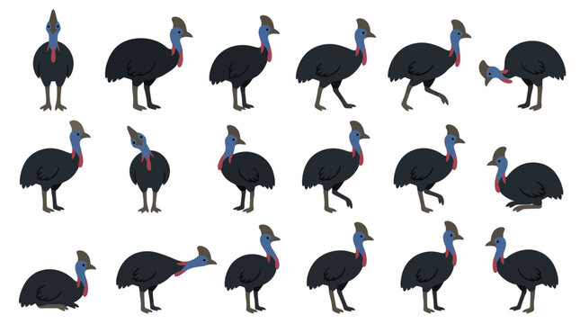 Set of various poses of a cassowary bird in a flat vector illustration style.