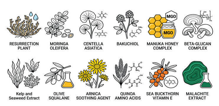 Natural skincare botanical ingredient vector icon set featuring organic extracts, herbs, and vitamin complexes.