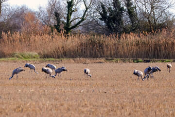 Fototapeta premium petit troupeau de grues en pleine restauration