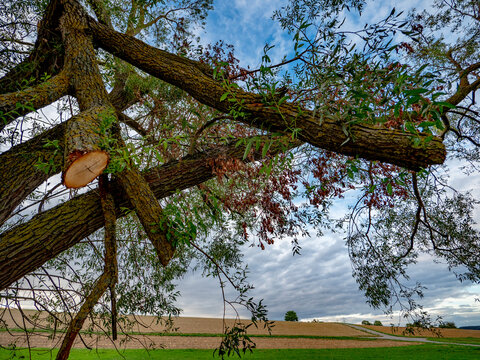 Vom Sturm besch&auml;digter Baum