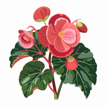 Red begonia flower illustration with green leaves isolated on white background
