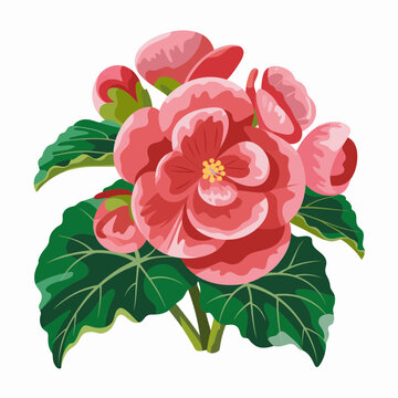Pink Begonia flower illustration with green leaves isolated on white background.