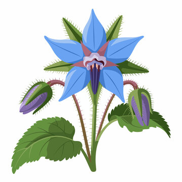 Blue Borage flower illustration with buds and green leaves on a white background