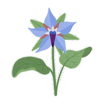 Blue borage flower illustration with green leaves and star shaped petals.
