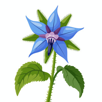 Blue borage flower illustration with green leaves and star shaped petals on white background