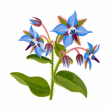 Blue borage flower illustration with green leaves and star shaped petals on white background