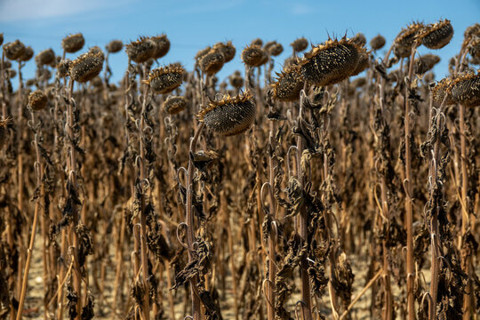 Field of wilted sunflowers drooping under the summer sun before harvest, Gers, Saint Georges, France