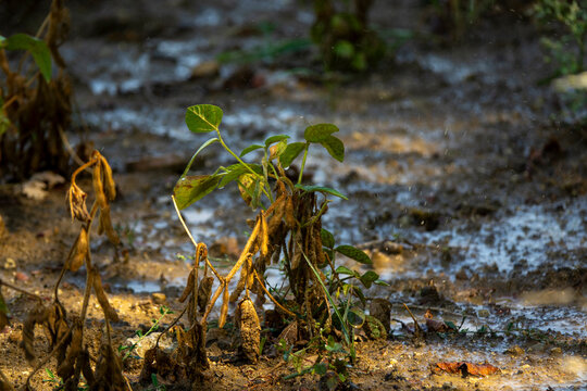 Close-up of soybean plants with drying pods in a muddy field after rain, Gers, Saint Georges, France