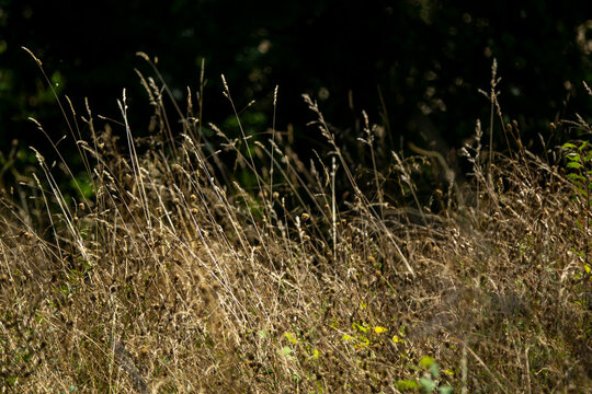 Backlit wild grasses and dried wildflowers glowing against a dark forest background, Gers, Saint Georges, France