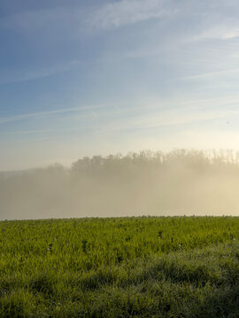 Morning fog rolling over a green field with a line of trees at dawn, Gers, Saint Georges, France