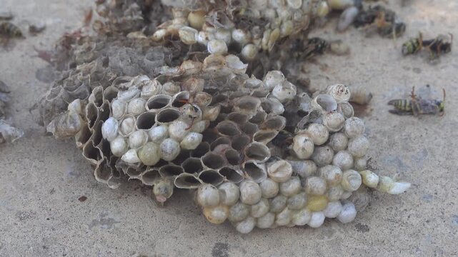 Destroyed paper wasp nest with visible comb cells larvae caps and dead insects after pest control treatment