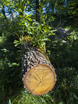 Cross-section of a felled oak log showing its growth rings amid forest undergrowth, Gers, Saint Georges, France