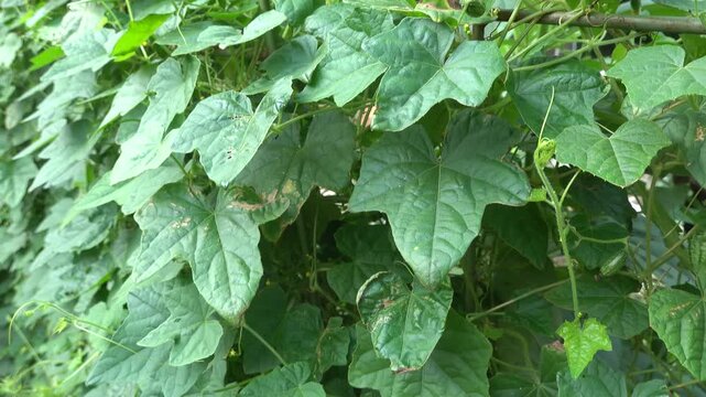 Tracking shot across dense cucamelon vines revealing small mexican sour gherkin fruits on trellis