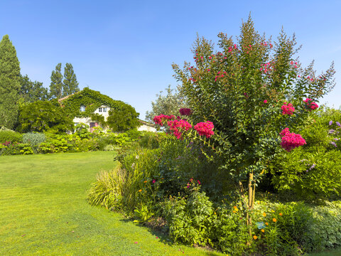 Pink crepe myrtle blossoms in bloom with an ivy-covered house in the background, Gers, La Romieu, France