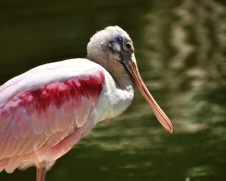 Rosette spoonbill by the water
