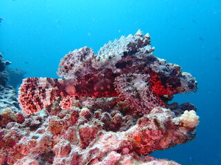 Camouflaged Scorpionfish Resting on Colorful Coral Reef © Andrea