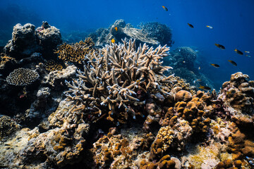 Blue-tipped staghorn coral growing on vibrant tropical reef in ocean. © PIPE DIVE UNDERWATER