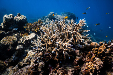 Blue-tipped staghorn coral growing on vibrant tropical reef in ocean. © PIPE DIVE UNDERWATER