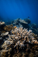 Blue-tipped staghorn coral growing on vibrant tropical reef in ocean. © PIPE DIVE UNDERWATER