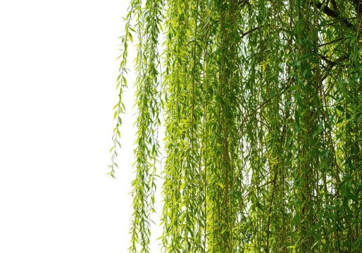 Graceful weeping willow branches captured against a clean, brilliant white studio background. Lush green foliage ,summer ,leaves ,garden