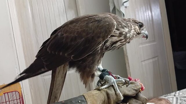 Falcon Eating Meat on Falconry Glove