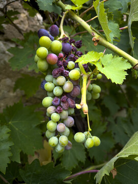 Cluster of ripening grapes hanging on a vine in a garden, Gers, Saint Georges, France