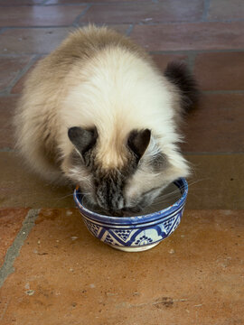Fluffy cream and seal-point cat drinking water from a blue and white ceramic bowl, Gers, Saint Georges, France