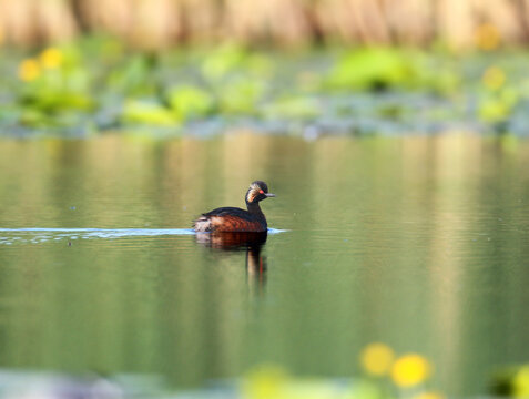 Black-necked Grebe (Podiceps nigricollis) swimming smoothly through clear open water.