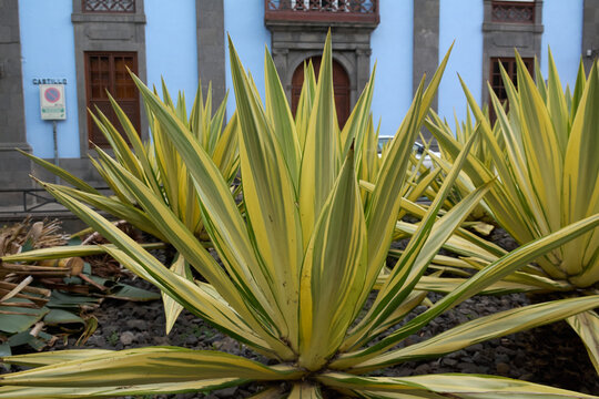 Close-up of spiky succulent foliage with sharp tips featuring striking yellow-green variegation in an urban square.