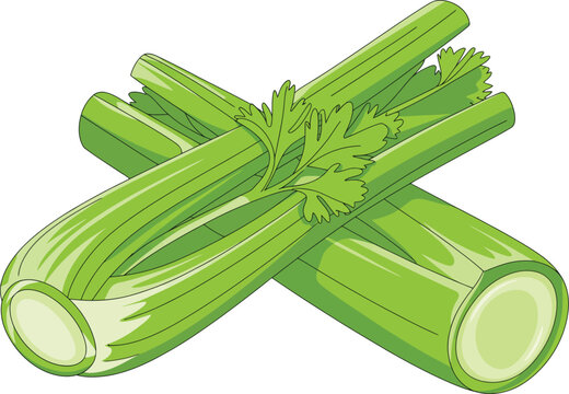Celery vegetable illustration. Fresh green celery stalks with leaves, isolated on white background, healthy food ingredient