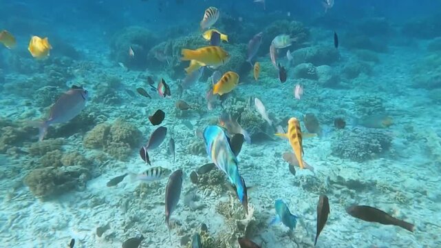 A vibrant underwater scene of parrotfishes schooling above a sandy seabed and a shallow coral reef.