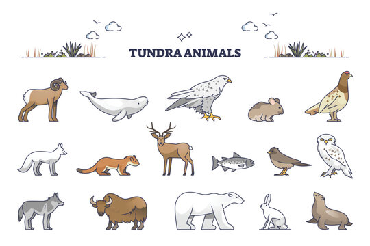 Tundra animals diagram showing key Arctic wildlife polar bear, arctic fox, and snowy owl simplified for quick study across species and habitats. Outline diagram