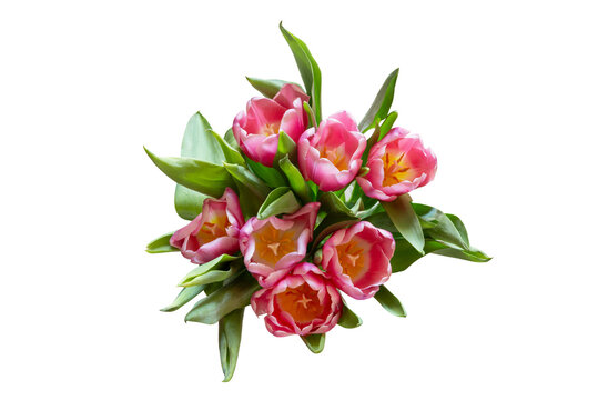 Fresh pink tulip bouquet with vibrant blooming flowers and lush green leaves isolated on transparent background, elegant spring floral arrangement symbolizing love, top view, freshness and celebration