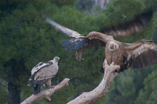 Two vultures interact near tree branches. One soars with wings spread wide. The other perches calmly on a branch. Background shows lush green trees