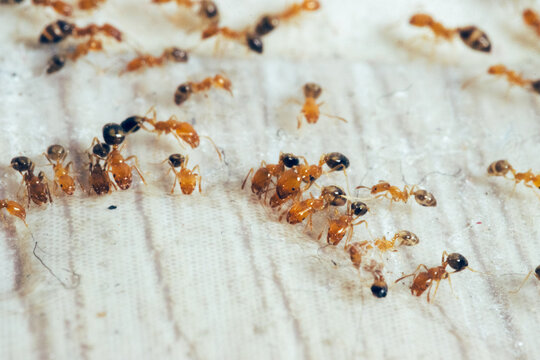 Ants' colony 