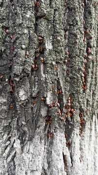 Red firebugs crawling on cracked tree bark. Colony of small bright insects moving over rough wood texture. Macro nature closeup of bugs on trunk in spring