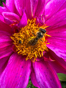 Bee pollinating a pink dahlia flower, Gers, Saint Georges, France