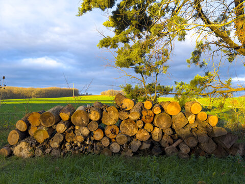 Stacked firewood pile beneath a tree in a green field, Gers, Saint Georges, France