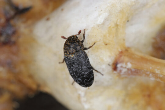 An adult specimen of Dermestes undulatus (Dermestidae - commonly referred to as skin beetles or carpet beetles) on dried bones.
