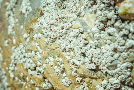 Close up of barnacles attached to a rock