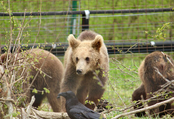 Romanian bears at a sanctuary  © Sophie