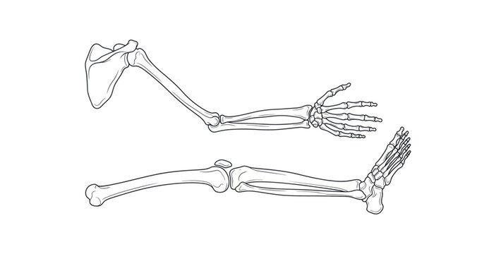 Human Arm and Leg Skeleton Vector Illustration