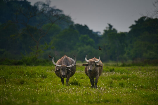 Pair of Wild Water Buffalos (Bubalus arnee) walking with flying birds in Kaziranga National Park, Assam, India