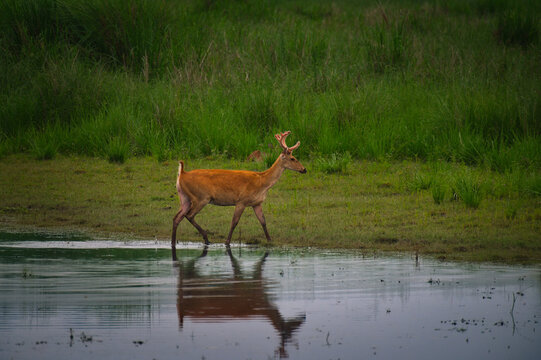 Eastern Swamp Deer (Rucervus duvaucelii ranjitsinhi) stag at water edge, Kaziranga National Park, Assam, India