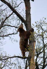 Romanian bears at a sanctuary  © Sophie