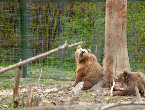 Romanian bears at a sanctuary 